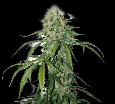 CBD 1:1 Silver Lime Haze Autoflower Samen > Seed Stockers | Medizinische Hanfsamen (CBD)  |  Hybrid