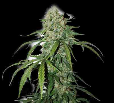 CBD 1:1 Silver Lime Haze Autoflower > Seed Stockers