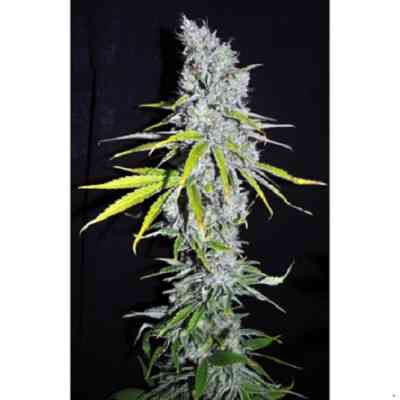 CBD Skunk Haze > CBD Crew | Semillas feminizadas  |  Híbrido