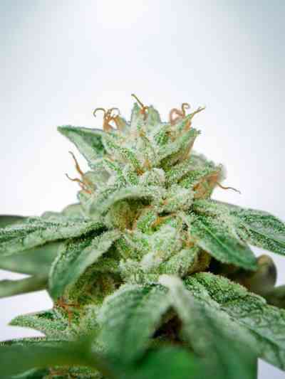 CBD Star Seed > Ministry of Cannabis | Feminized Marijuana   |  Indica