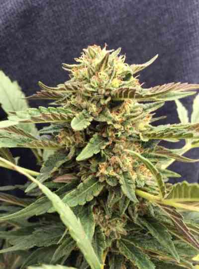 CBD Therapy > CBD Crew | Feminized Marijuana   |  hybrid