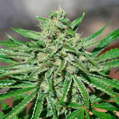 CBD Tonic > World of Seeds | Feminized Marijuana   |  Indica