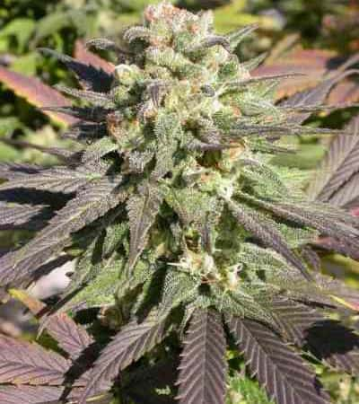 CBD Warlock > Serious Seeds | Semillas feminizadas  |  Índica