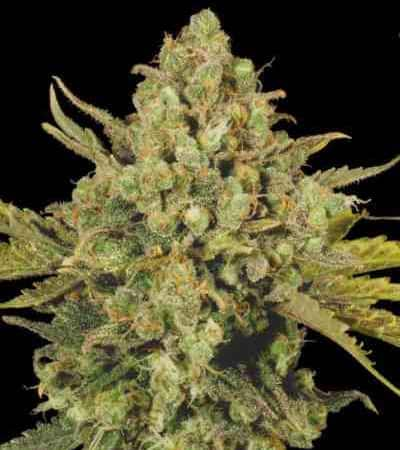 CBD Warlock > Serious Seeds | Feminized Marijuana   |  Indica