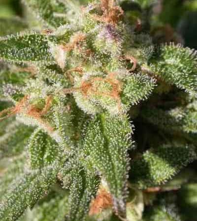 CBD Warlock > Serious Seeds | Feminized Marijuana   |  Indica