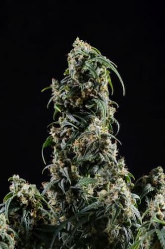 CBDV Auto > Kannabia Seeds | CBD cannabis seeds  |  Sativa