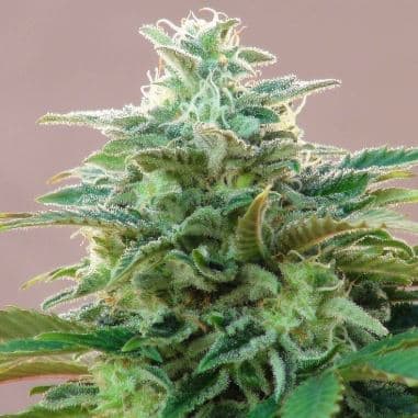 CBDV Auto > Kannabia Seeds | Medical cannabis seeds (CBD)  |  Sativa