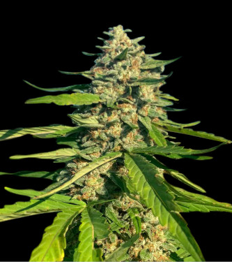 CBG Critical Mass > Bulk Seed Bank | Semillas CBD  |  Índica