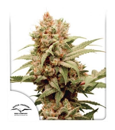 CBG-Force Seed > Dutch Passion | Feminized Marijuana   |  hybrid