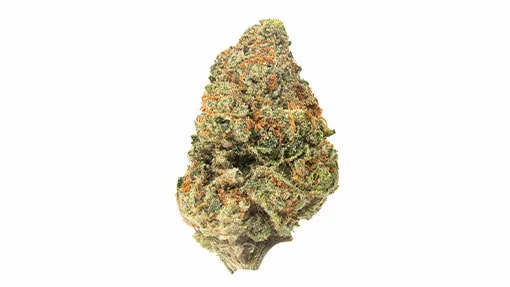 Bask Triangle Farms- | Semillas Regulares  |  Índica