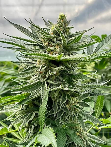 Bask Triangle Farms- | Semillas Regulares  |  Índica