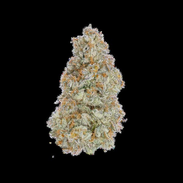 Cereal Milk semilla > Sacred Terps | Semillas feminizadas  |  Índica