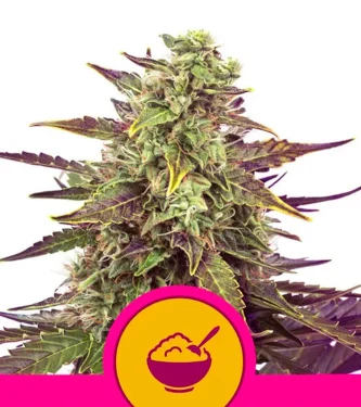 Cereal Milk > Royal Queen Seeds | Feminized Marijuana   |  Sativa