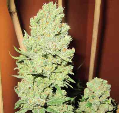 Channel+ > Medical Seeds Co. | Feminisierte Hanfsamen  |  Hybrid