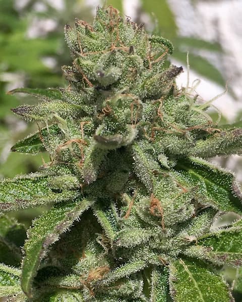 Charm Cookies Seed > Mamiko Seeds | Feminized Cannabis   |  Indica