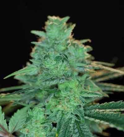 Cheddarhead > Alphakronik Genes | Graines Normal  |  Sativa