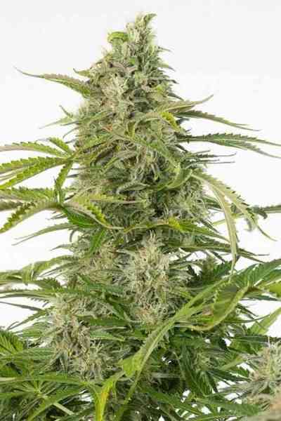 Cheese Auto CBD > Dinafem | Graines Autofloraison  |  Hybride