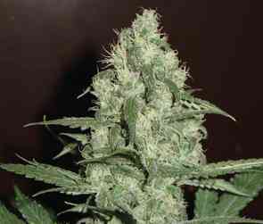 Homegrown Cheese Auto > Homegrown Fantaseeds | Semillas autoflorecientes  |  Híbrido