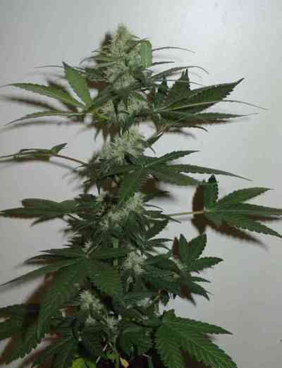 Homegrown Cheese Auto > Homegrown Fantaseeds | Semillas autoflorecientes  |  Híbrido