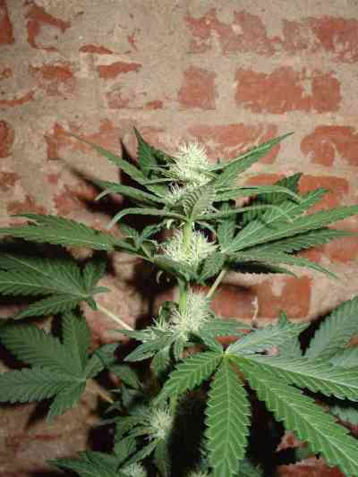 Homegrown Cheese Auto > Homegrown Fantaseeds | Autoflowering Cannabis   |  Hybrid