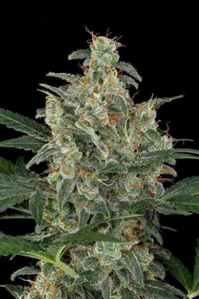 Cheese Autoflowering > Dinafem Seeds | Graines Autofloraison  |  Hybride