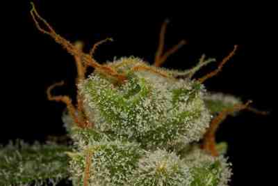 Cheese Autoflowering > Dinafem Seeds | Autoflowering Hanfsamen  |  Hybrid