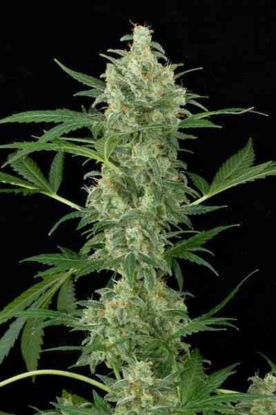 Cheese Autoflowering > Dinafem Seeds | Semillas autoflorecientes  |  Híbrido