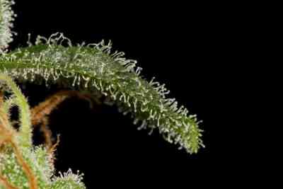 Cheese Autoflowering > Dinafem Seeds | Autoflowering Hanfsamen  |  Hybrid