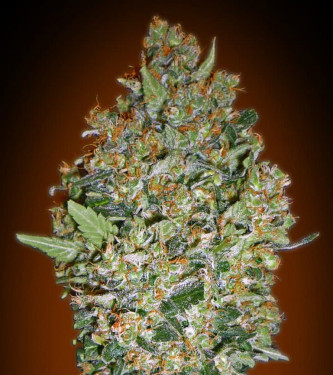 Female Collection #1 > 00 Seeds Bank | Feminized Marijuana   |  hybrid