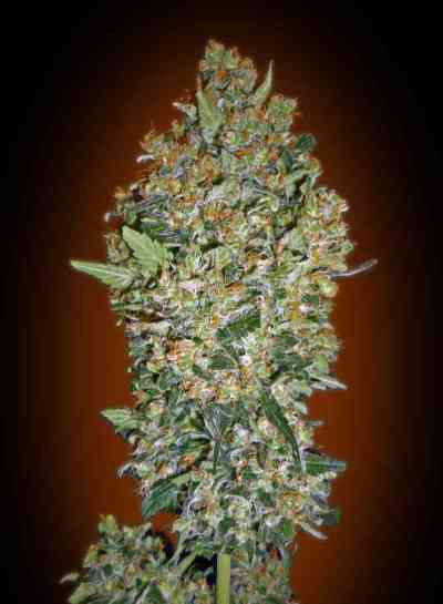 Feminized Collection #1 > 00 Seeds Bank