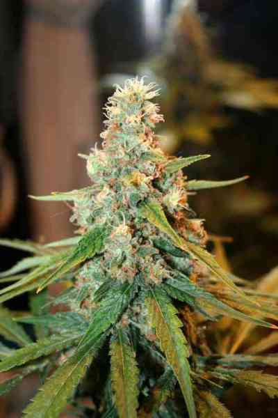 Delicious Candy > Delicious Seeds | Feminisierte Hanfsamen  |  Indica