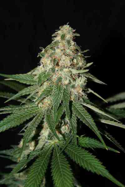 Delicious Candy > Delicious Seeds | Feminisierte Hanfsamen  |  Indica