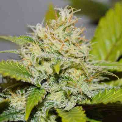 Delicious Candy > Delicious Seeds | Feminisierte Hanfsamen  |  Indica