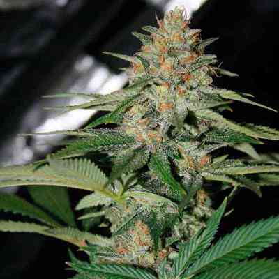 Delicious Candy > Delicious Seeds | Feminisierte Hanfsamen  |  Indica