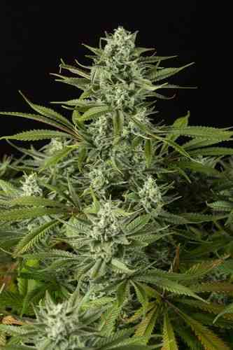 Cheese CBD > Dinafem | Feminized Marijuana   |  hybrid