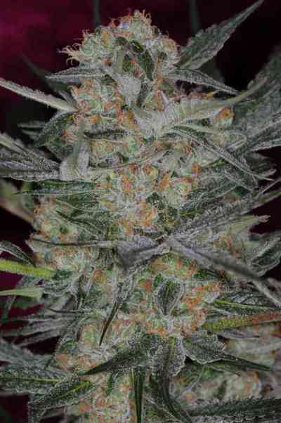 Cheese Quake > TGA Subcool Seeds | Regular Marijuana   |  Hybrid