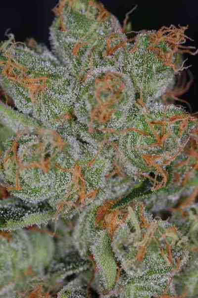 Cheese Quake > TGA Subcool Seeds | Regular Marijuana   |  Hybrid