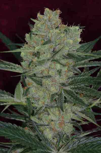 Cheese Quake > TGA Subcool Seeds | Regular Marijuana   |  Hybrid