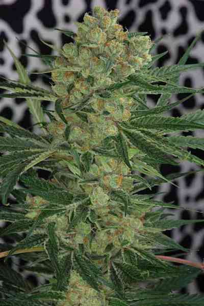 Cheese Quake > TGA Subcool Seeds | Regular Marijuana   |  Hybrid