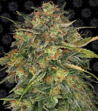 Cheese > Barneys Farm | Feminized Marijuana   |  hybrid