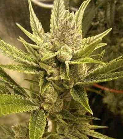 Cheese > Linda Seeds | Recomendaciones para las semillas de cannabis  |  Semillas Baratas