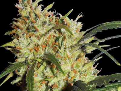 Cheese > Vision Seeds | Feminisierte Hanfsamen  |  Hybrid