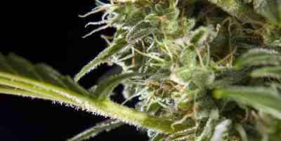 Cheesy Auto CBD > Philosopher Seeds | Autoflowering Cannabis   |  Indica
