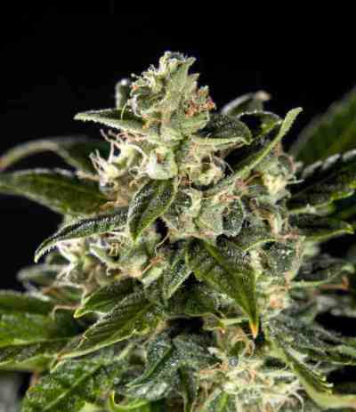 Cheesy Auto CBD > Philosopher Seeds | Semillas autoflorecientes  |  Índica