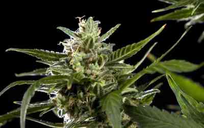 Cheesy Auto CBD > Philosopher Seeds | Autoflowering Cannabis   |  Indica