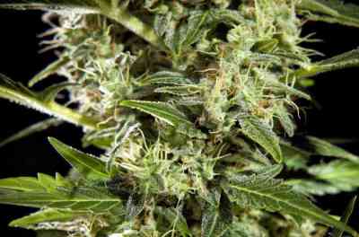 Cheesy Auto CBD > Philosopher Seeds | Autoflowering Cannabis   |  Indica