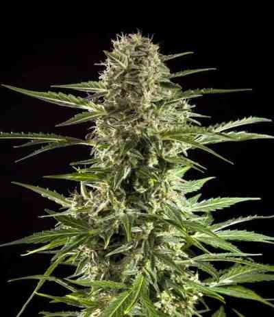 Cheesy Auto CBD > Philosopher Seeds | Semillas autoflorecientes  |  Índica