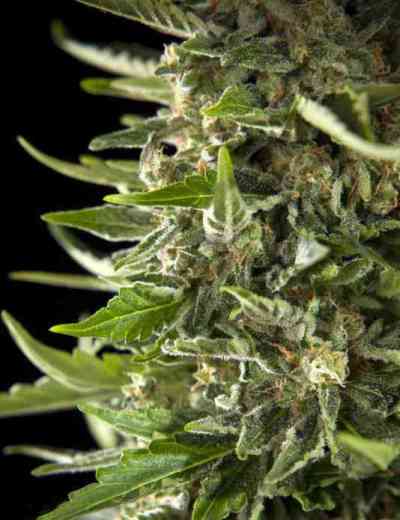 Cheesy Auto > Philosopher Seeds | Graines Autofloraison  |  Hybride