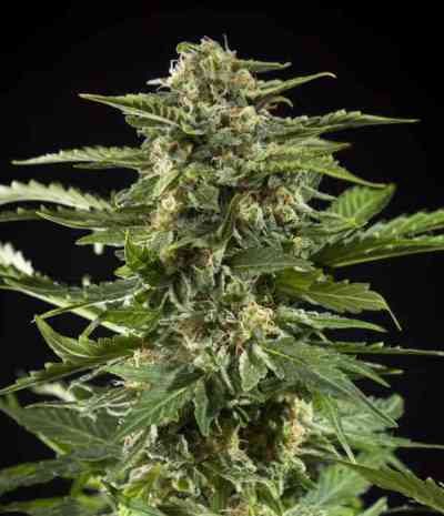 Auto Mix > Philosopher Seeds | Autoflowering Cannabis   |  Hybrid