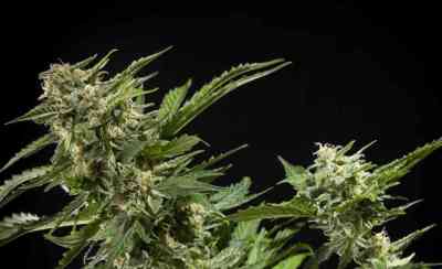 Cheesy Auto > Philosopher Seeds | Autoflowering Cannabis   |  Hybrid